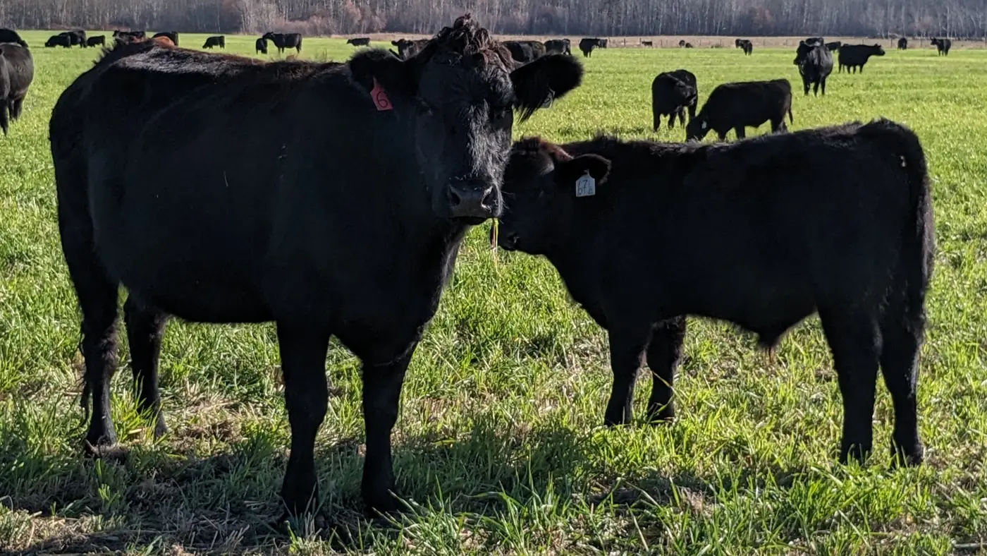 The herd in Peace Country