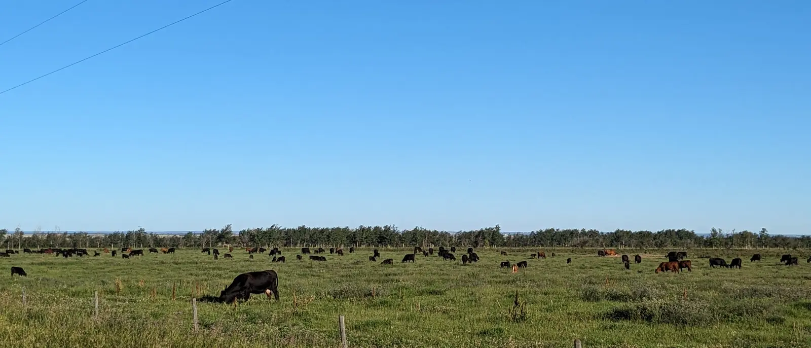 Cattle grazing in Peace Country pasture