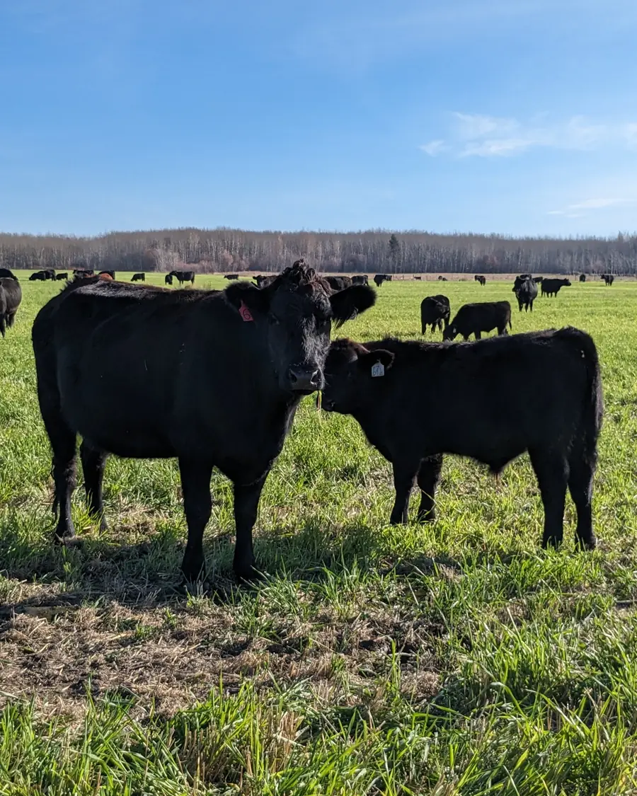 Cow and calf on pasture